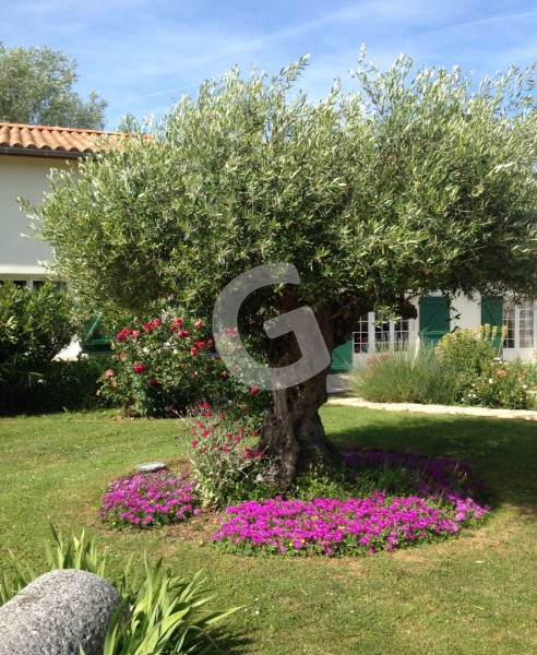 immobilier Maison à vendre Saint-Michel-en-l'Herm 519 000 euros